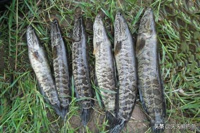 ​民间手竿钓黑鱼的几种方法，没钓过黑鱼的可以试试，操作异常简单