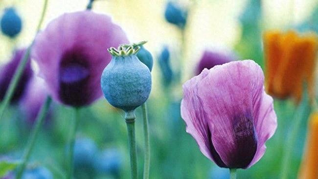 图看罂粟生长全过程：花虽美艳，但愿永凋零