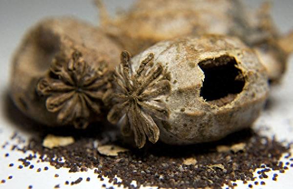 图看罂粟生长全过程：花虽美艳，但愿永凋零