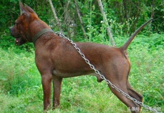 中国猛犬系列：重庆犬
