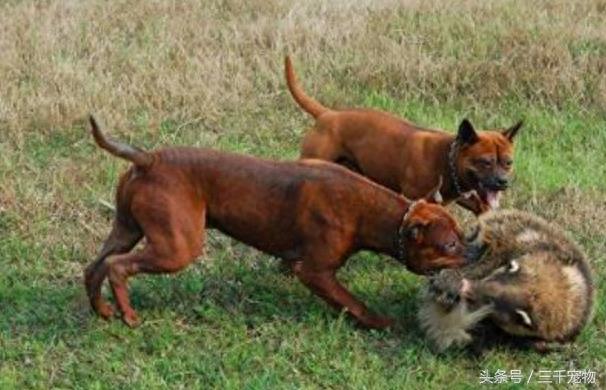 中国猛犬系列：重庆犬
