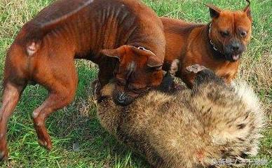 中国猛犬系列：重庆犬