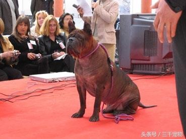 中国猛犬系列：重庆犬