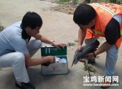​“大鹰”落村边地畔飞不起了，林业局工作人员鉴定后原来是灰鹭