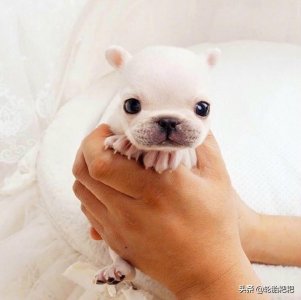 ​幼崽时期的法国斗牛犬，简直萌的“不要不要”的...