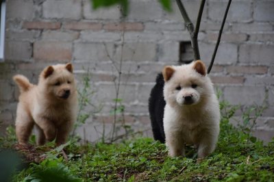 ​中国本土最古老的犬种之一，曾被尊称为‘国犬’
