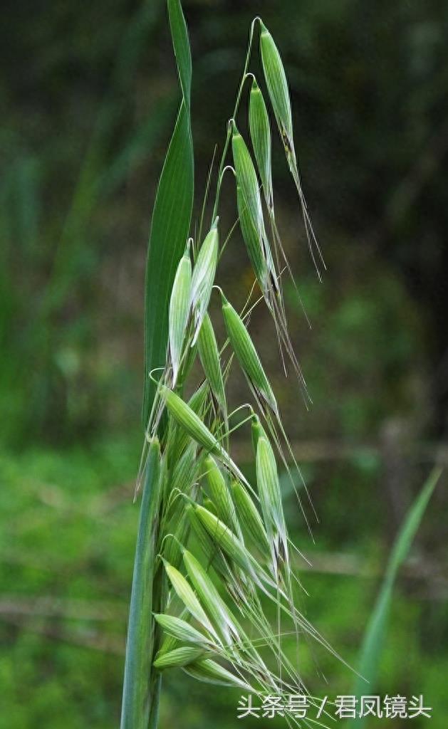 野燕麦 真的能壮阳吗？