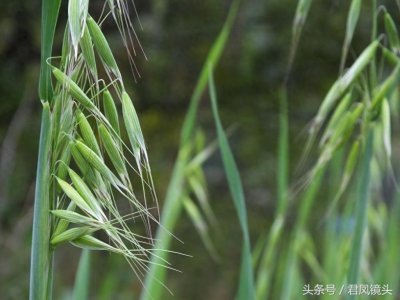 ​野燕麦 真的能壮阳吗？