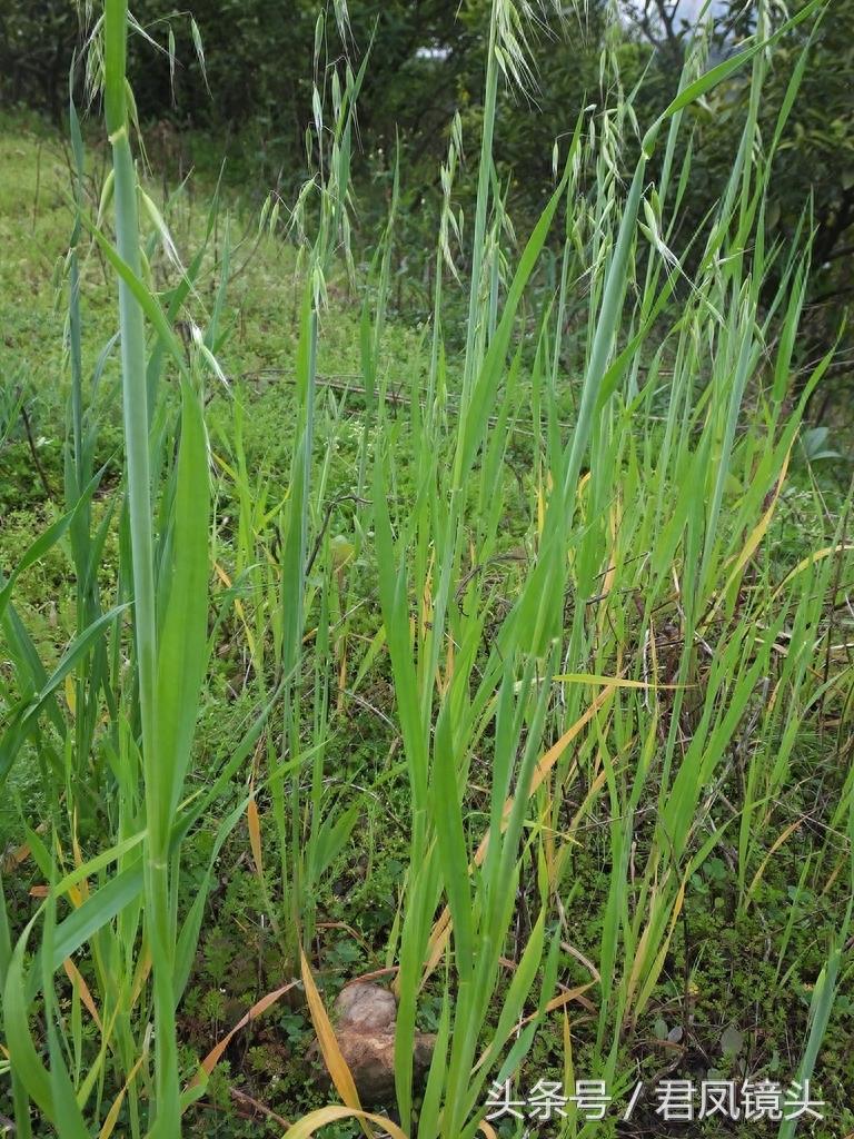 野燕麦 真的能壮阳吗？