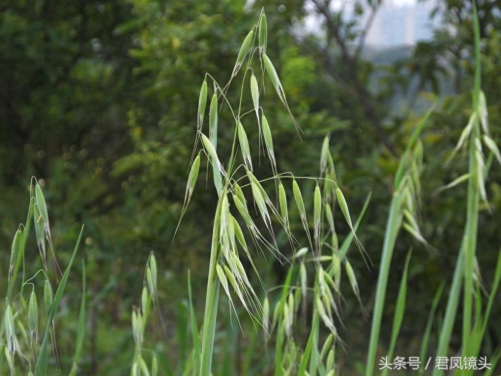 野燕麦 真的能壮阳吗？