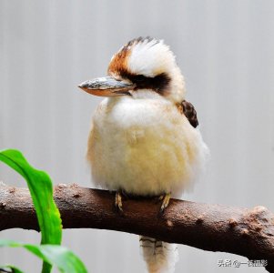 ​悉尼奥运会上被当作吉祥物的鸟——笑翠鸟