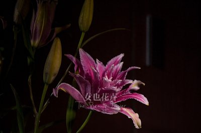 ​雍容华贵的百合皇后-重瓣百合