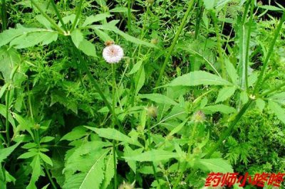 ​这味药才是“黑玉断续膏”的主药，能补肝肾续筋骨
