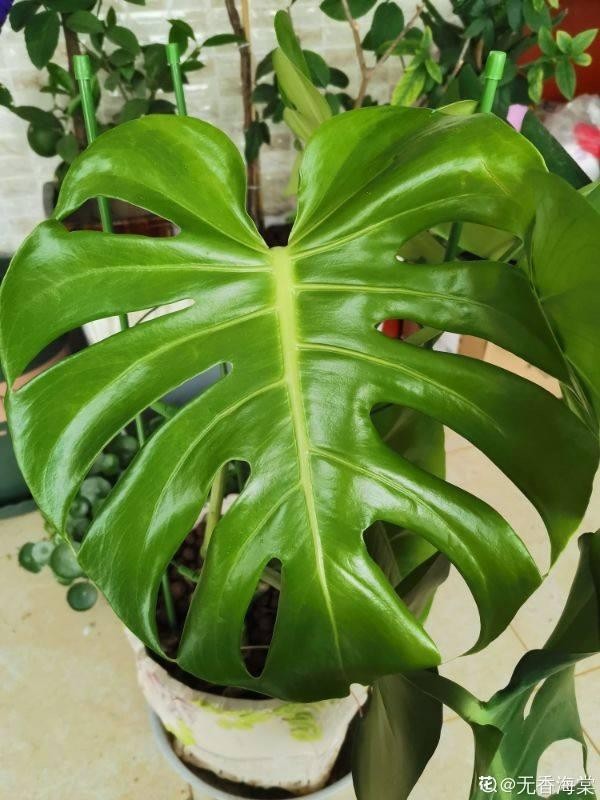 用啤酒养花能延长花期吗（啤酒能浇花吗）