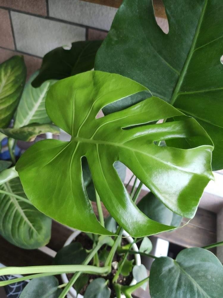 用啤酒养花能延长花期吗（啤酒能浇花吗）