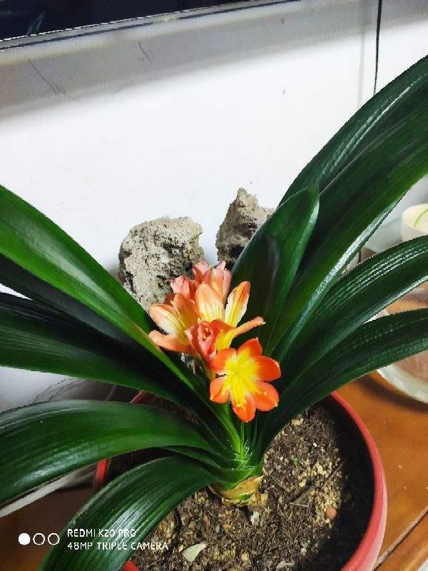 用啤酒养花能延长花期吗（啤酒能浇花吗）
