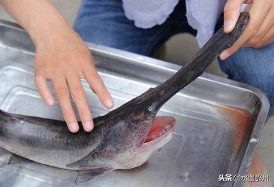 ​鸭嘴鱼的养殖技术