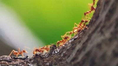 ​蚂蚁搬家果真是要下雨？研究表明：不一定