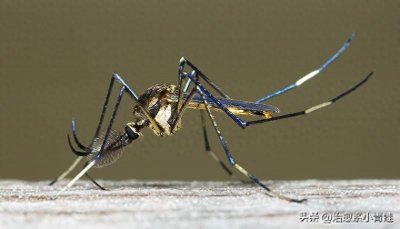 ​解密“吸髓蚊”的传说，蚊子能否真的吸食脑髓？