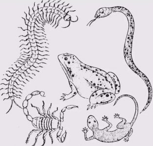 ​五月为什么称为五毒月？五毒月的禁忌有哪些？