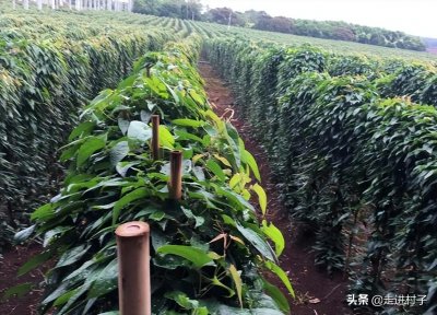 ​山药种植方法介绍，掌握这些方法和管理技巧，产量高病虫害少