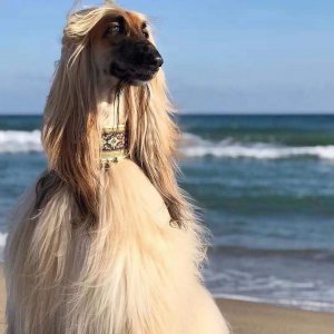 ​“超级模特”阿富汗猎犬，你了解多少？