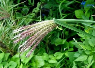 ​虎尾草，也叫刷子头，大生灵的青饲料