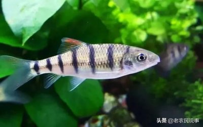 ​俗称“溪石斑”，对水质要求高，以前抓来喂猪，现在一斤卖三百元