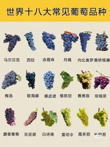 ​世界上常见的18大葡萄品种