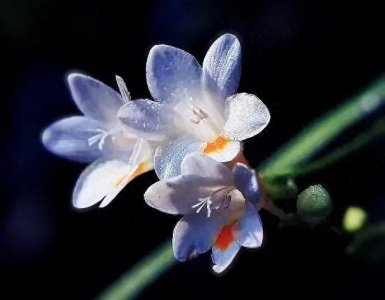 ​小苍兰～株态清秀，花色斑斓，花香馥郁的年宵花卉