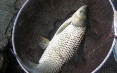 ​冬天草鱼用什么鱼饵最好钓？
