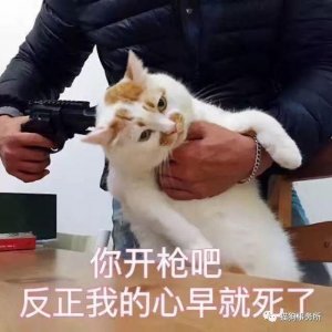 ​带你回忆一波“楼楼”的表情包