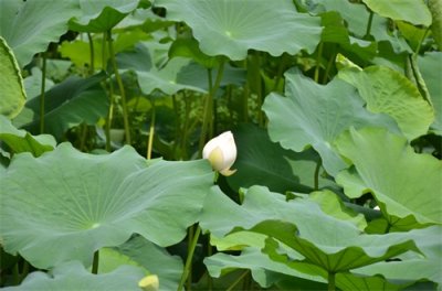 ​江南风景秀 最忆在碧莲 娥娜似仙子 清风送香远
