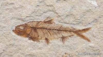 ​恐龙化石是怎么形成的？怎么鉴定化石的年代？有趣的生物学