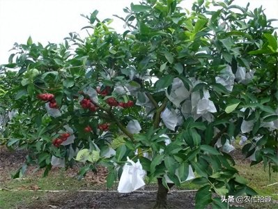 ​莲雾火爆市场多年，一斤23元热销，产地却当绿化树，掉了没人捡