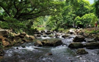 ​广东流溪河森林公园，夏天戏水的好地方，还可以免费吃三华李