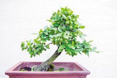 ​形成武陵山区规模最大的花木盆景生产与交易中心 来凤小盆景栽出大“钱”景