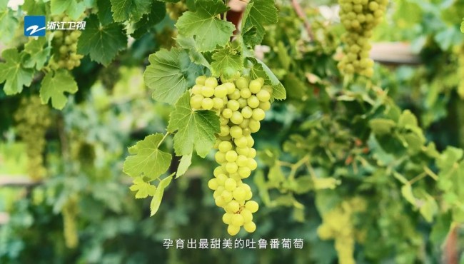 公益宣传片甜蜜刷屏！《奔跑吧》十季公益向阳奔跑