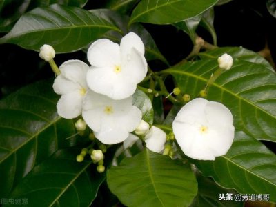 ​北京晋道酒价格表_晋道真金白银酒价格表