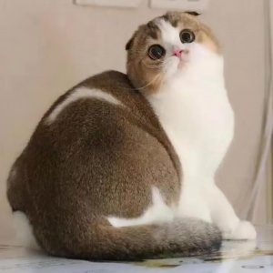 ​高地猫是什么品种图片（高地折耳猫的性格及特点）