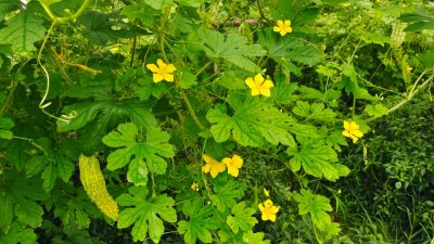 带你看蔬菜的花:苦瓜花