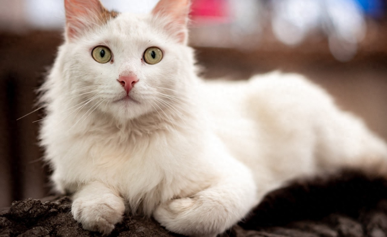 今天来介绍一下常见的蓝眼白猫、黄眼白猫和各种异瞳白猫