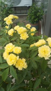 ​一个爱花之人向你推荐：木香花