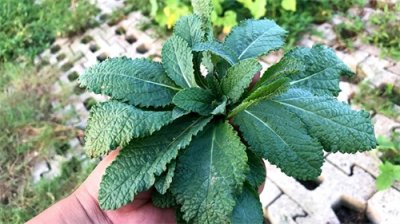 ​21种常见草本植物，可都是好宝贝，长什么样？有啥价值？记得收藏