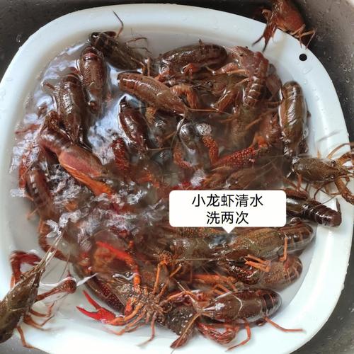 如何清洗龙虾（清洗龙虾的步骤）