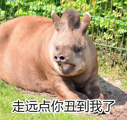 10个狗头表情包(一组貘mó的表情包)(5)