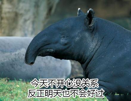 10个狗头表情包(一组貘mó的表情包)(2)