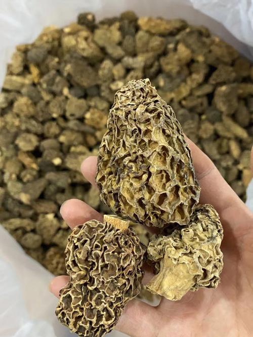 羊肚菌产地(羊肚菌产地介绍)