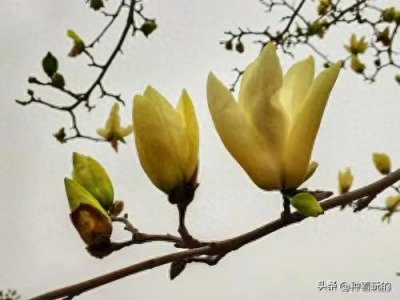 ​玉兰花是什么颜色