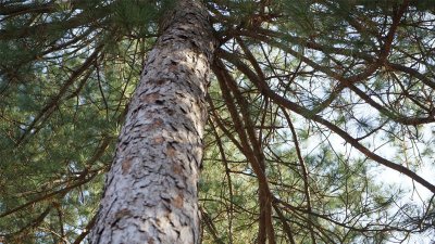 ​家庭怎发酵松树皮视频 发酵松树皮方法